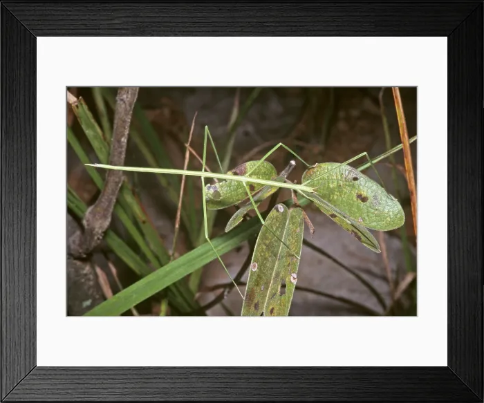 Framed Print : Walking Stick in Brazil Framed Print : Walking Stick in Brazil