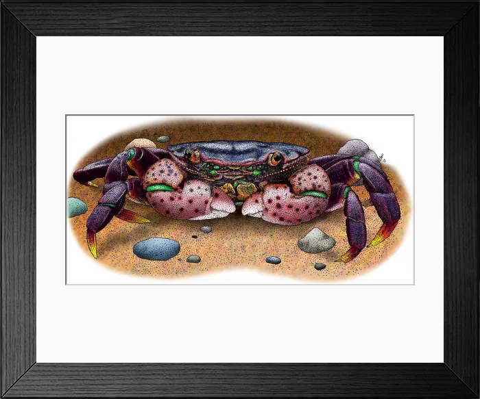 Framed Print : Purple Shore Crab Framed Print : Purple Shore Crab