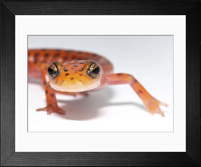 Framed Print : Cave Salamander, Eurycea lucifuga