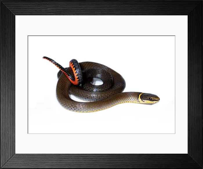Framed Print : Ringneck Snake (Diadophis punctatus)