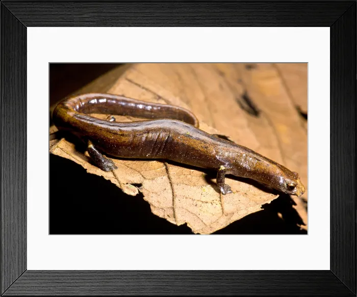 Framed Print : Nauta Palm Foot Salamander