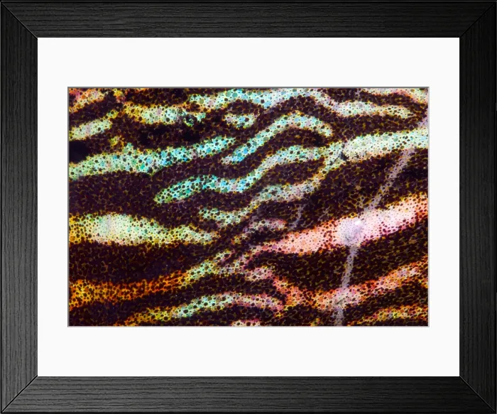 Framed Print : Sepia Cuttlefish Framed Print : Sepia Cuttlefish