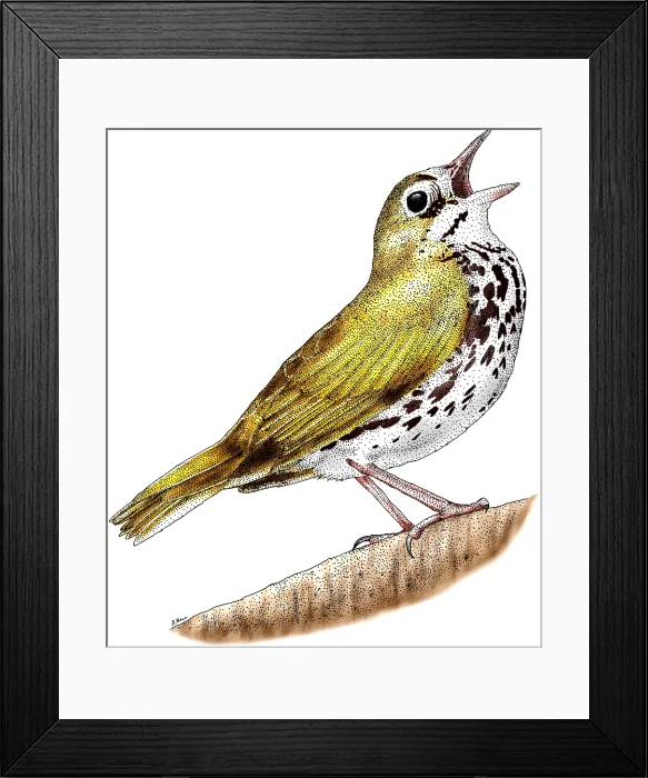 Framed Print : Ovenbird, (Seiurus aurocapillus) Framed Print : Ovenbird, (Seiurus aurocapillus)