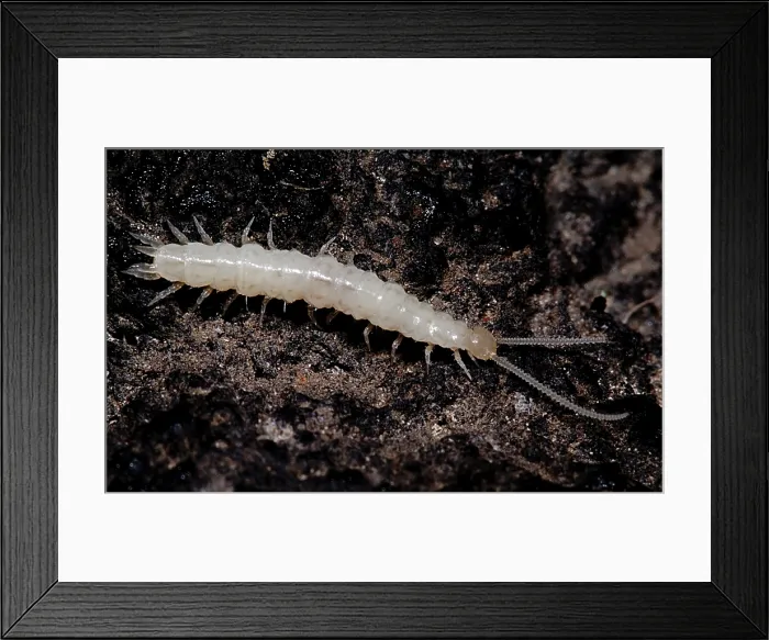 Framed Print : Symphylans are arthropods that look similar to centipedes but are not Framed Print : Symphylans are arthropods that look similar to centipedes but are not