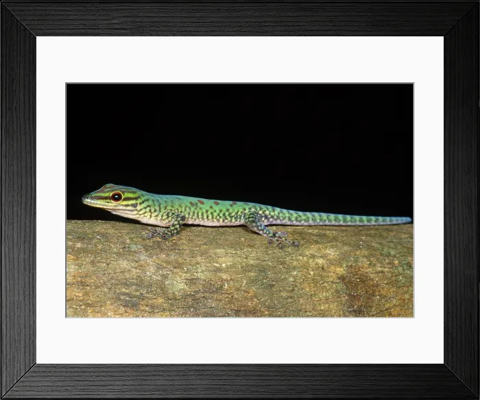 Framed Print : Day Gecko, Madagascar Framed Print : Day Gecko, Madagascar