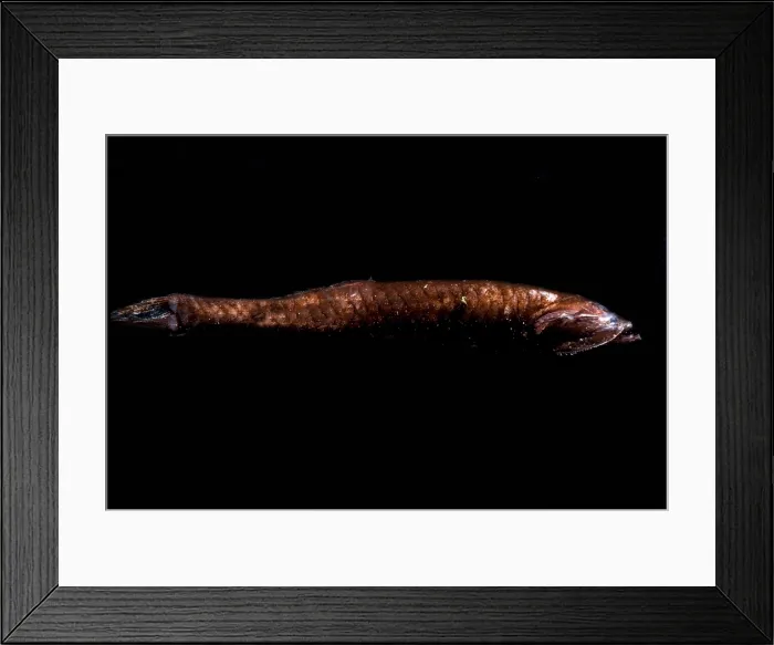 Framed Print : Benttooth Bristlemouth Framed Print : Benttooth Bristlemouth