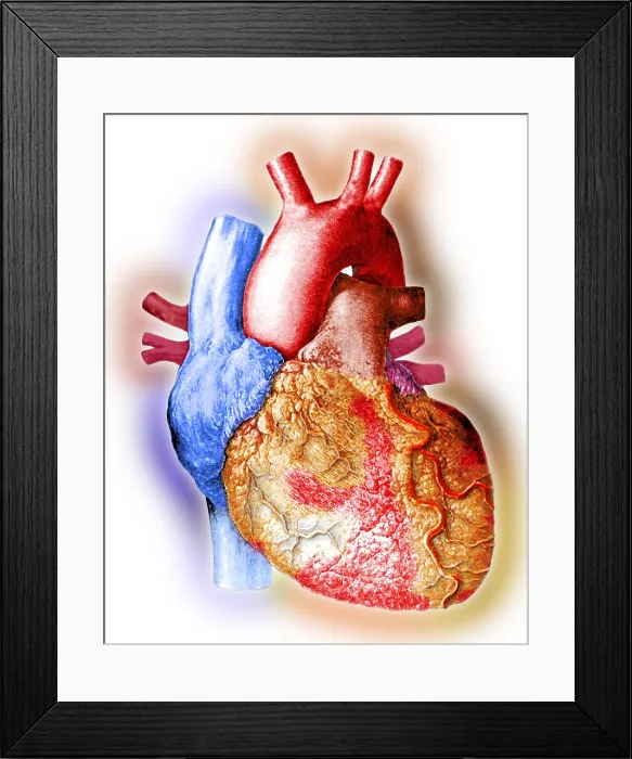 Framed Print : Heart. Illustration of the human heart Framed Print : Heart. Illustration of the human heart