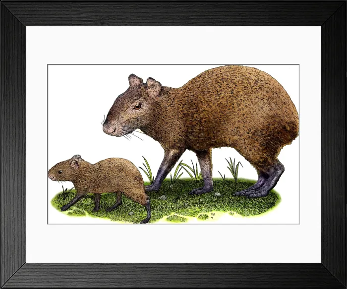 Framed Print : Mexican agouti Framed Print : Mexican agouti