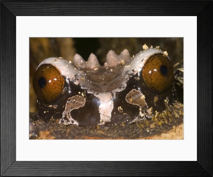 Framed Print : Crowned Tree Frog Framed Print : Crowned Tree Frog