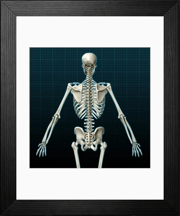 Framed Print : Human Skeleton, posterior view