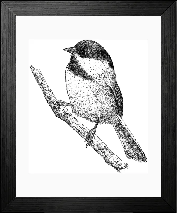 Framed Print : Black Capped Chickadee Framed Print : Black Capped Chickadee