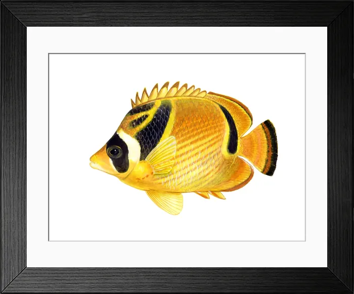 Framed Print : Raccoon Butterflyfish (Chaetodon lunula) Framed Print : Raccoon Butterflyfish (Chaetodon lunula)