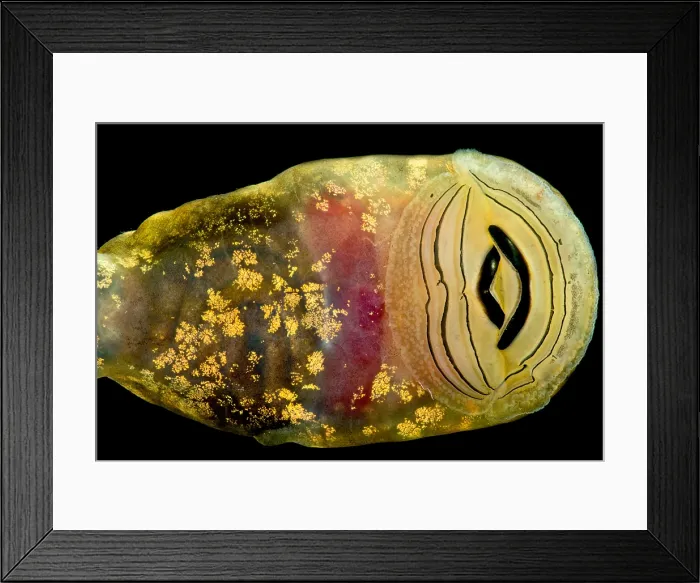 Framed Print : Pelado Mountains False Toad Tadpole