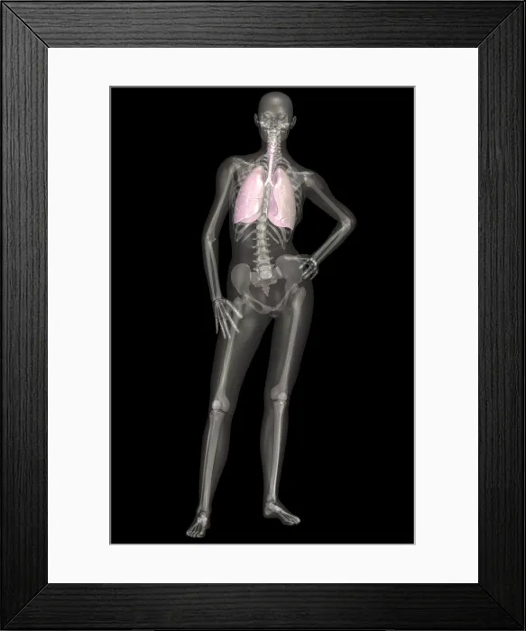 Framed Print : Human Skeleton With Lungs Framed Print : Human Skeleton With Lungs