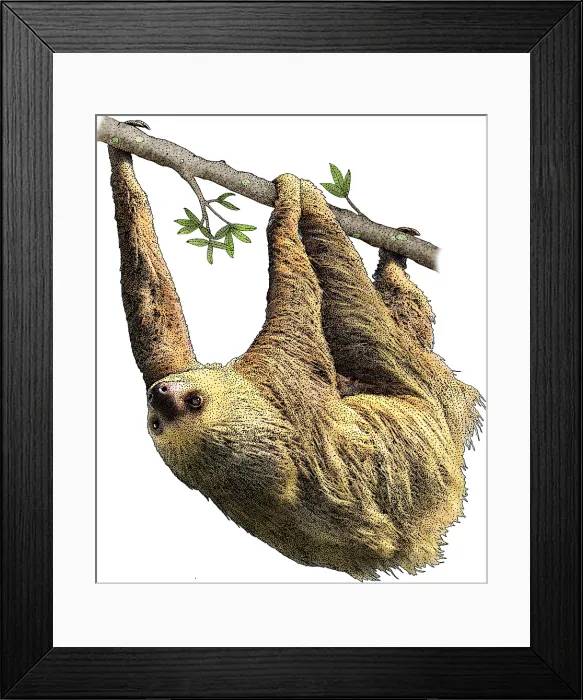Framed Print : Hoffmans Two Toed Sloth Framed Print : Hoffmans Two Toed Sloth