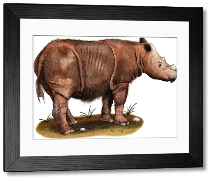 Framed Print : Sumatran Rhinoceros Framed Print : Sumatran Rhinoceros