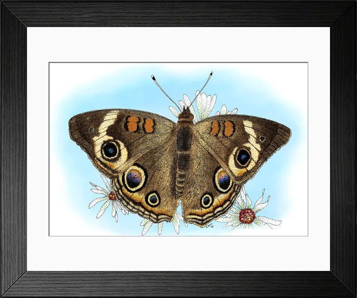 Framed Print : Common Buckeye Butterfly