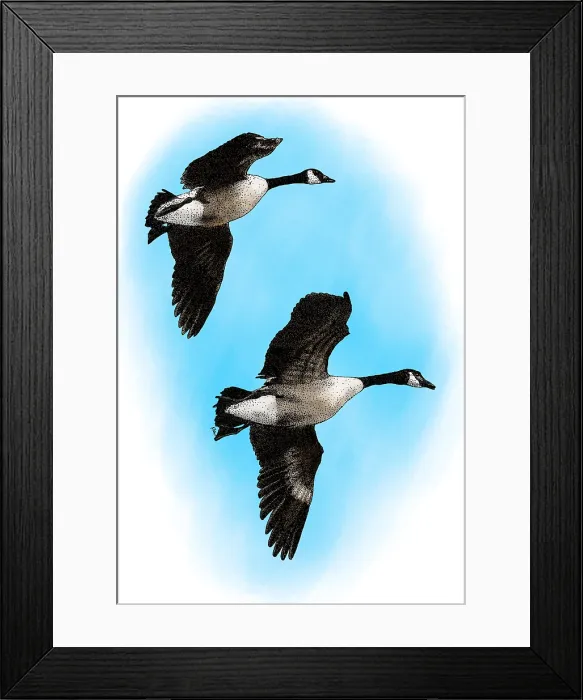 Framed Print : Canada Geese Framed Print : Canada Geese