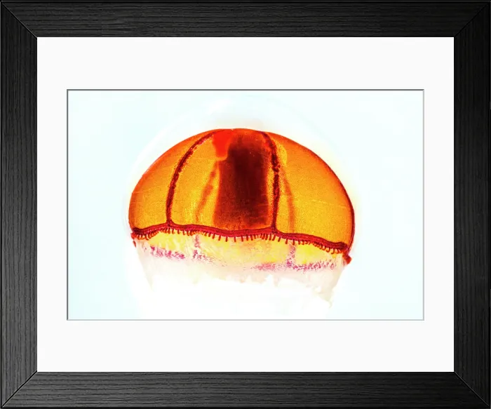 Framed Print : Deep-Water Jellyfish Framed Print : Deep-Water Jellyfish