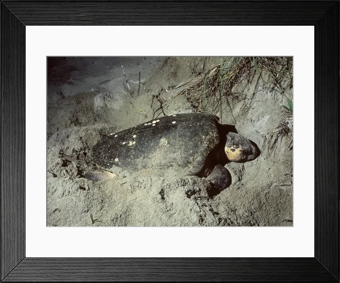 Framed Print : Loggerhead Turtle nesting