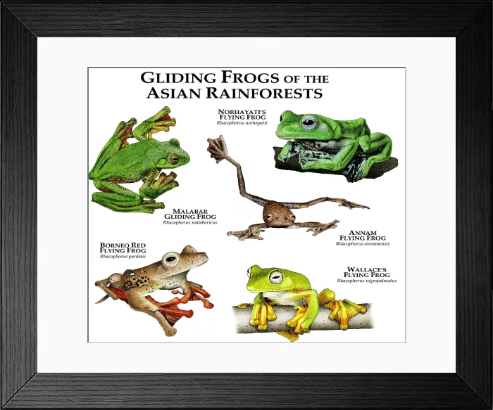 Framed Print : Gliding Frogs of the Asian Rainforests