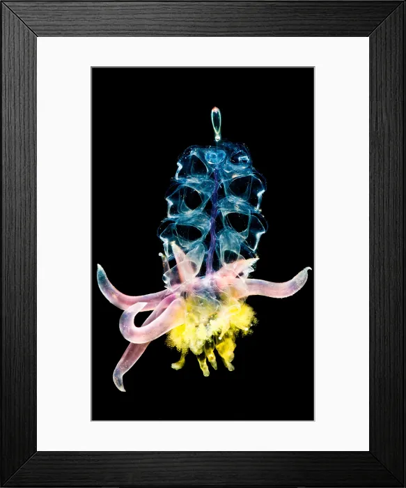 Framed Print : Siphonophore Colony Framed Print : Siphonophore Colony