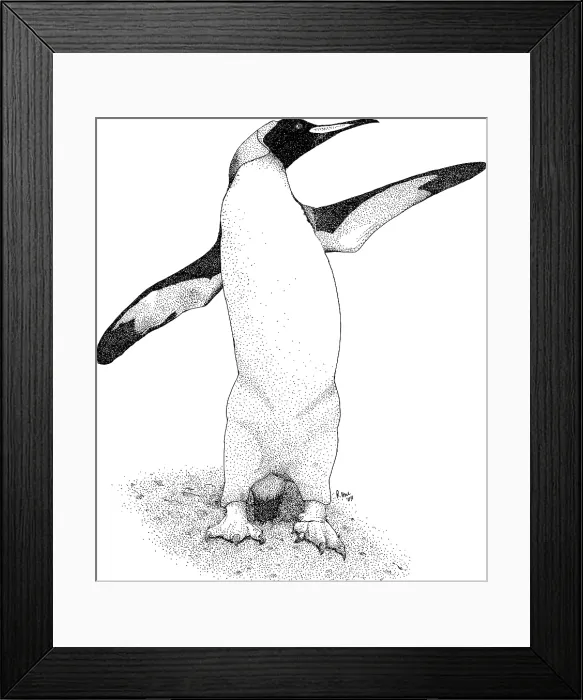 Framed Print : King Penguin Framed Print : King Penguin