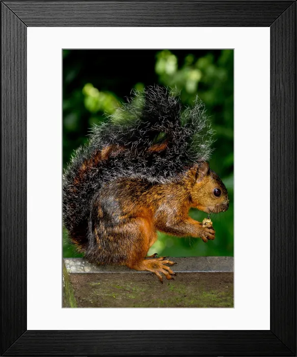 Framed Print : Variegated Squirrel
