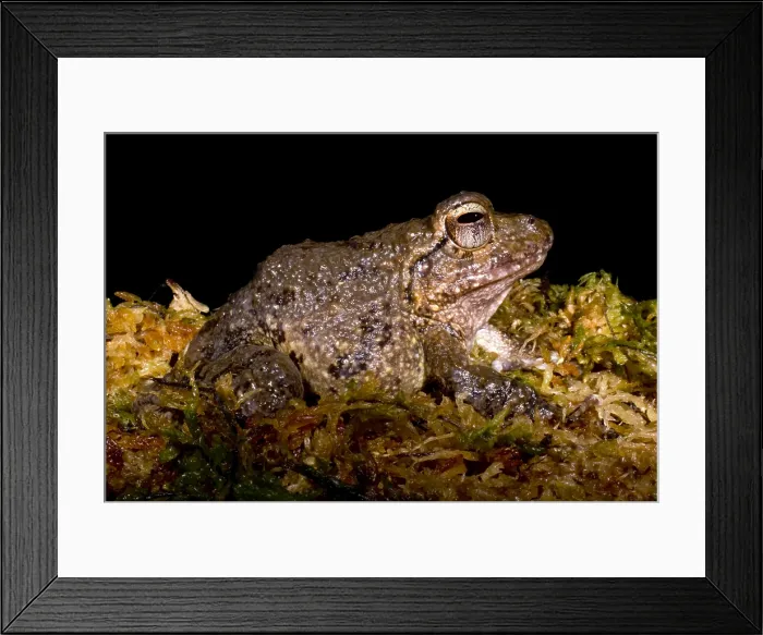 Framed Print : Bob's Robber Frog Framed Print : Bob's Robber Frog