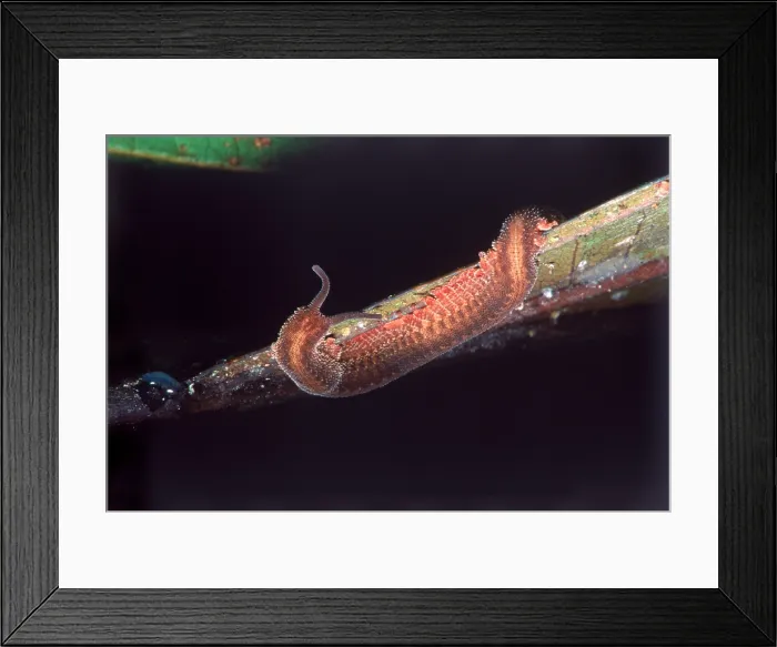 Framed Print : Velvet worm Framed Print : Velvet worm