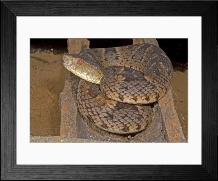 Framed Print : Pit Viper. Bothrops brazili is a terrestrial viper Framed Print : Pit Viper. Bothrops brazili is a terrestrial viper