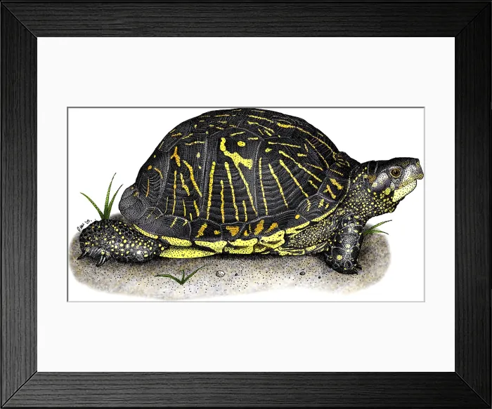 Framed Print : Florida Box Turtle