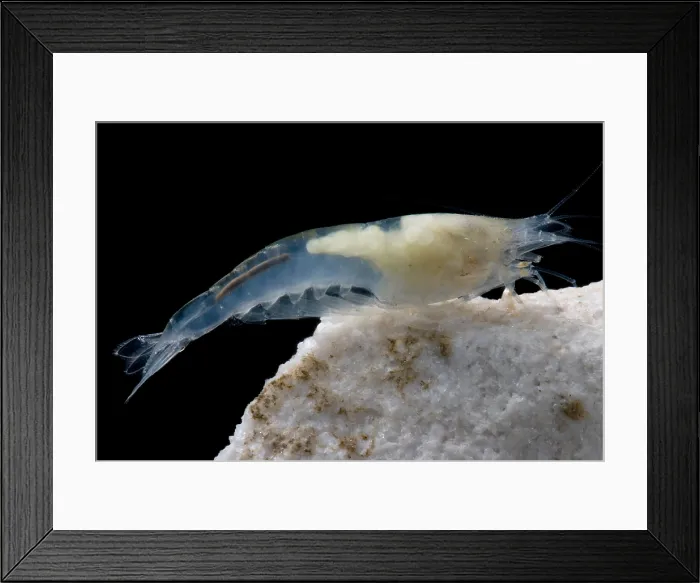 Framed Print : Taiji Cave Shrimp Framed Print : Taiji Cave Shrimp