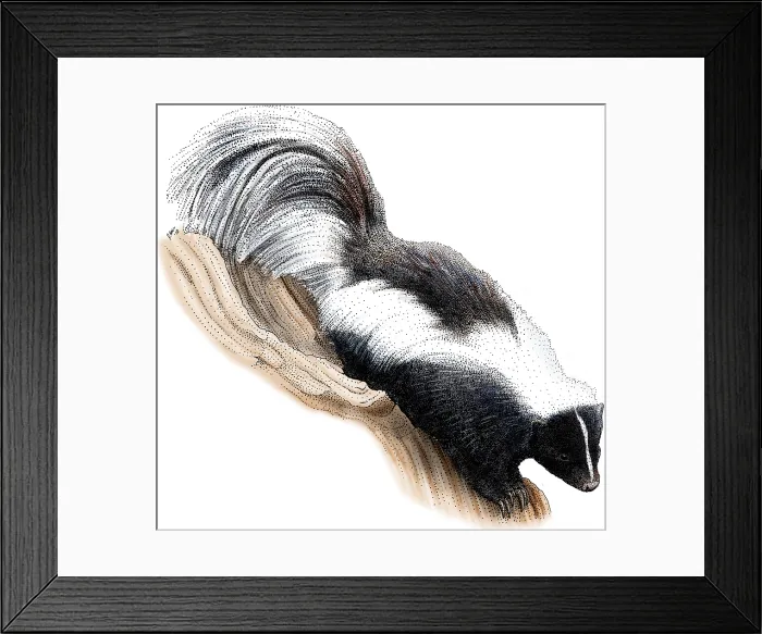 Framed Print : Striped Skunk Framed Print : Striped Skunk