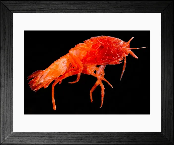 Framed Print : Colorful Amphipod Framed Print : Colorful Amphipod