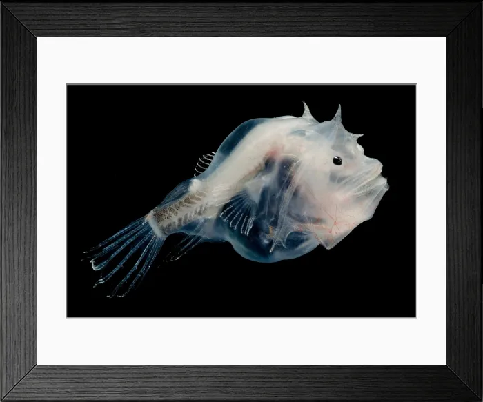 Framed Print : Phantom Anglerfish Framed Print : Phantom Anglerfish