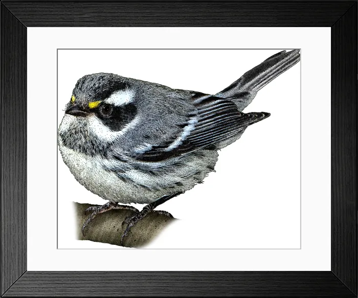 Framed Print : Black-Throated Gray Warbler Framed Print : Black-Throated Gray Warbler