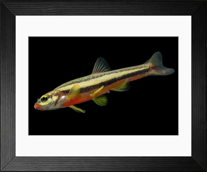 Framed Print : Endangered Laurel Dace