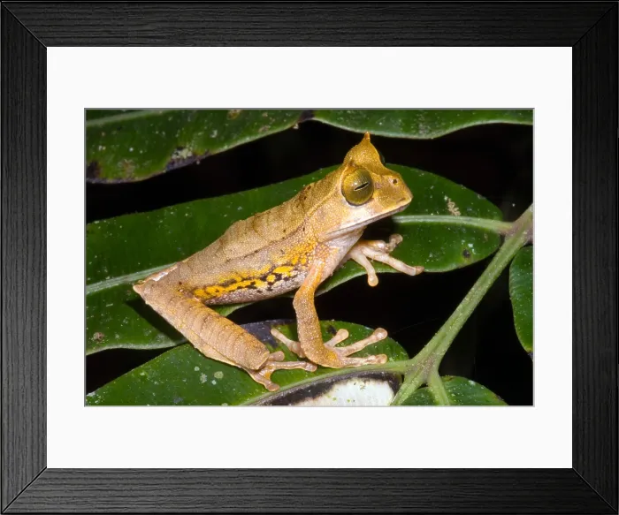 Framed Print : Marsupial Frog Framed Print : Marsupial Frog