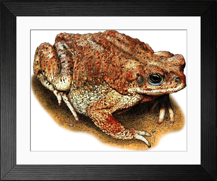 Framed Print : Red spotted toad