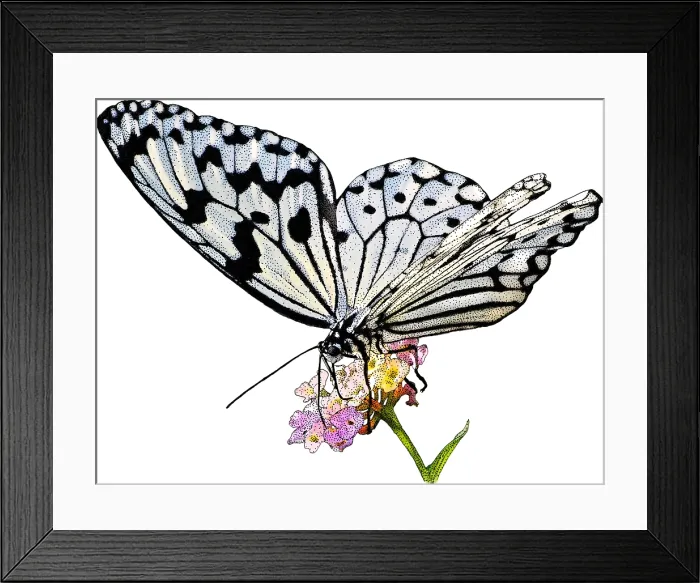 Framed Print : Paper Kite Butterfly Framed Print : Paper Kite Butterfly