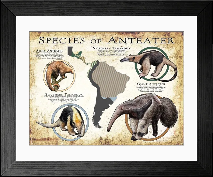 Framed Print : Species of Anteater