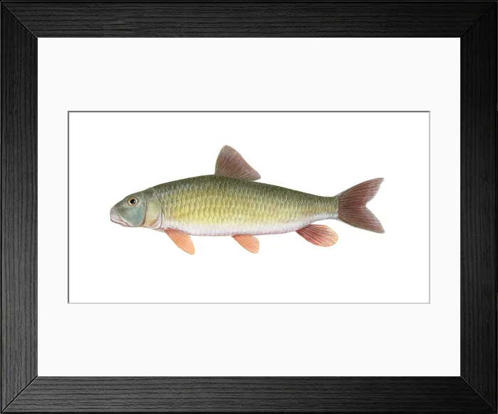 Framed Print : River Redhorse (Moxostoma carinatum)