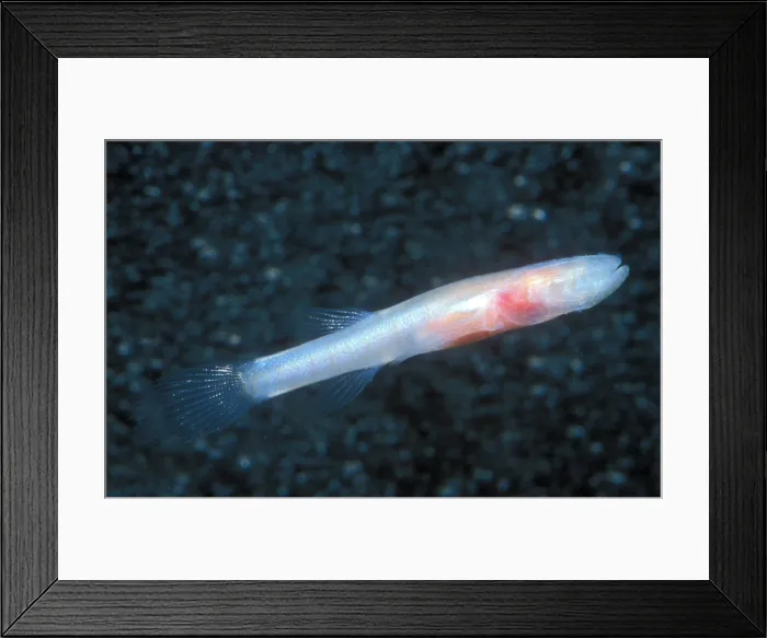 Framed Print : Southern Cave Fish Framed Print : Southern Cave Fish