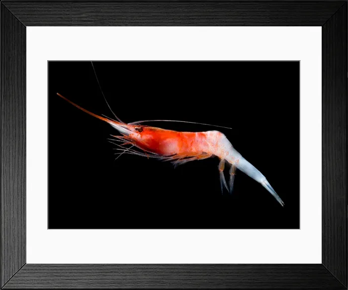 Framed Print : Caridean Shrimp Framed Print : Caridean Shrimp