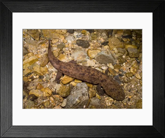 Framed Print : Japanese Giant Salamander Framed Print : Japanese Giant Salamander