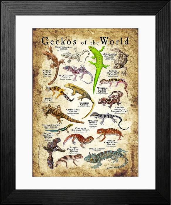 Framed Print : Geckos of the World Framed Print : Geckos of the World