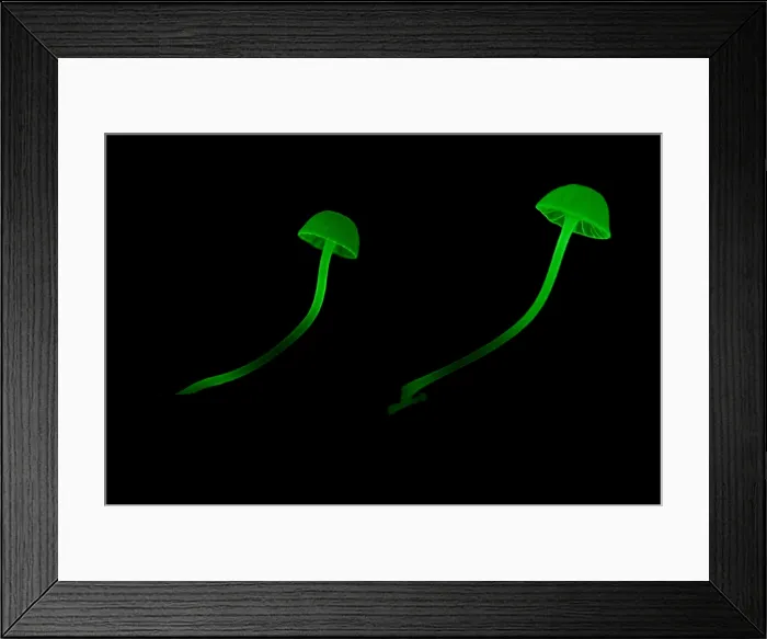Framed Print : Bioluminescent Fungi