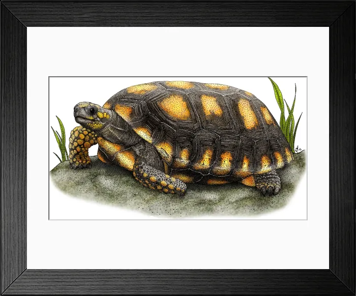 Framed Print : Yellow-footed Tortoise Framed Print : Yellow-footed Tortoise