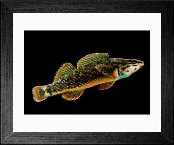 Framed Print : Redline Darter (Etheostoma rufilineatum)